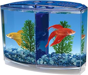Penn-Plax Twin Betta Bow-Front Kit for Aquarium Blue, Green, Tank